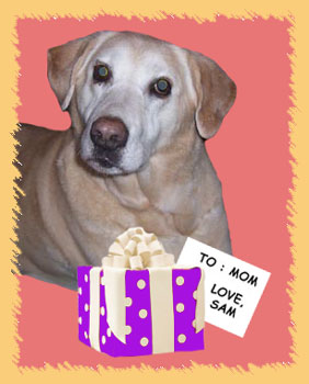 Samantha our yellow lab